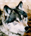 wolf103