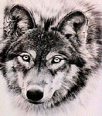 wolf117