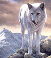 wolf118
