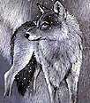 wolf125