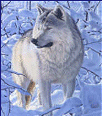 wolf136