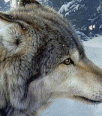 wolf137