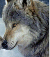 wolf138