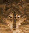 wolf139