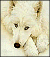 wolf140