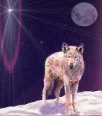 wolf145