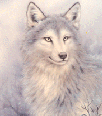 wolf147