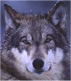 wolf149