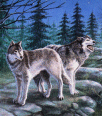 wolf168