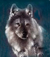 wolf176