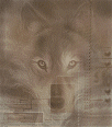 wolf186