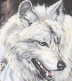 wolf188