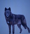wolf189