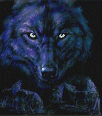 wolf201