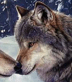 wolf204