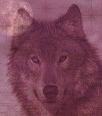 wolf52