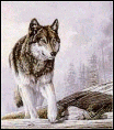 wolf83